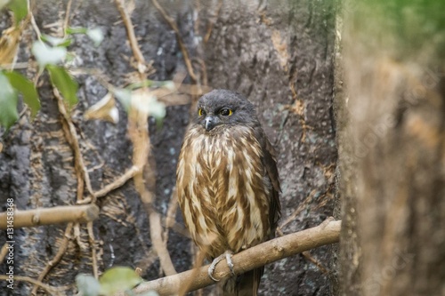 Brown Hawk-owl (Ninox scutulata) photo