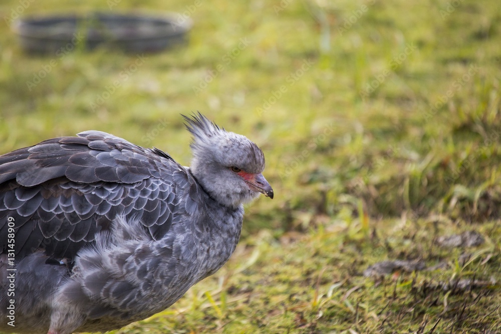 Obraz premium Southern Screamer (Chauna torquata)