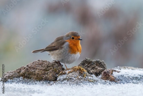 A european robin on the snowy ground in winter