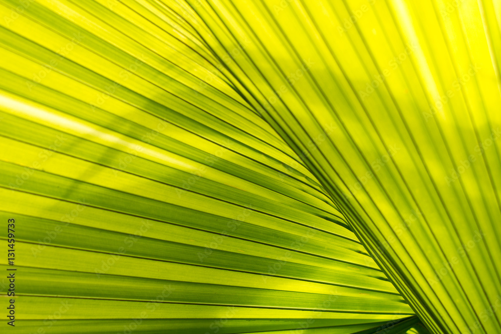 Obraz premium Green palm leaf background.