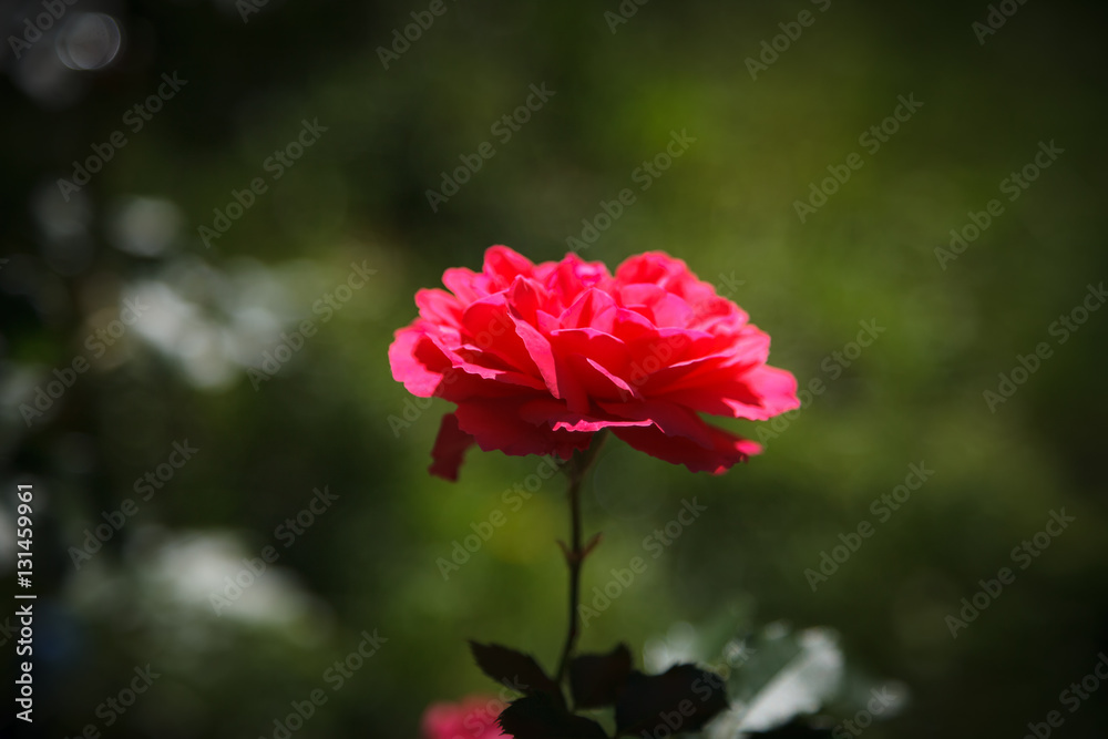 Obraz premium Single beautiful red rose on a natural blurred green background 