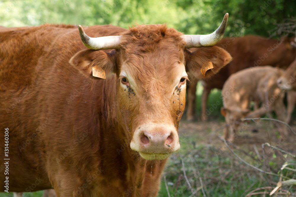 Fototapeta premium cattle