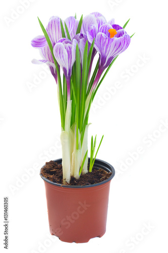 Violet crocus flowers in pot isolated on white background