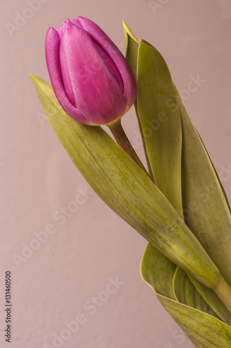 Tulip