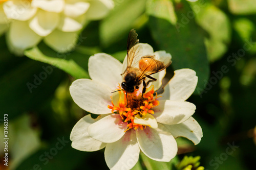 Closeup flower bee swarm in the gar den