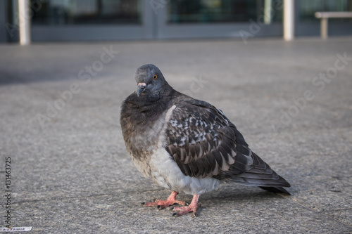 Closeup of a Pigeon on the ground