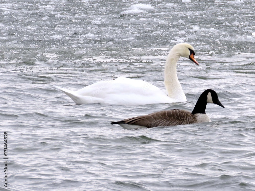 Obraz premium Toronto Lake swan and goose 2016