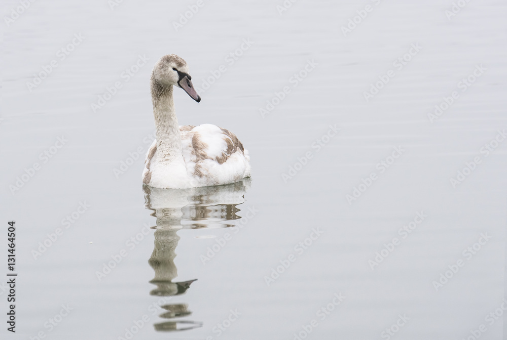 Swan pride in water Swan pride in water