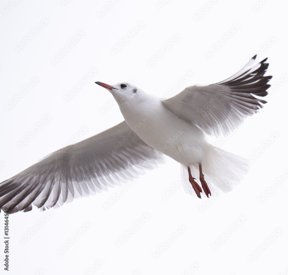 Gull rivergull flying