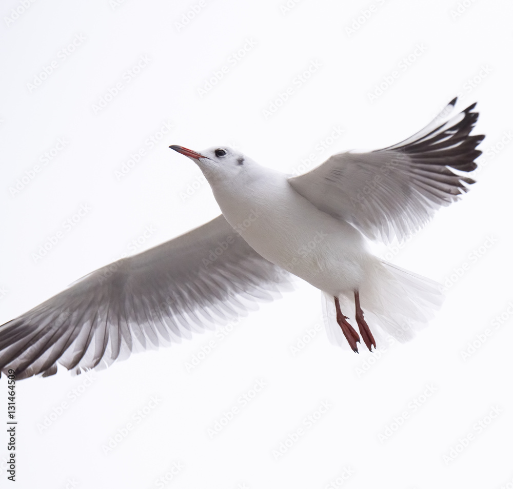 Fototapeta premium Gull rivergull flying