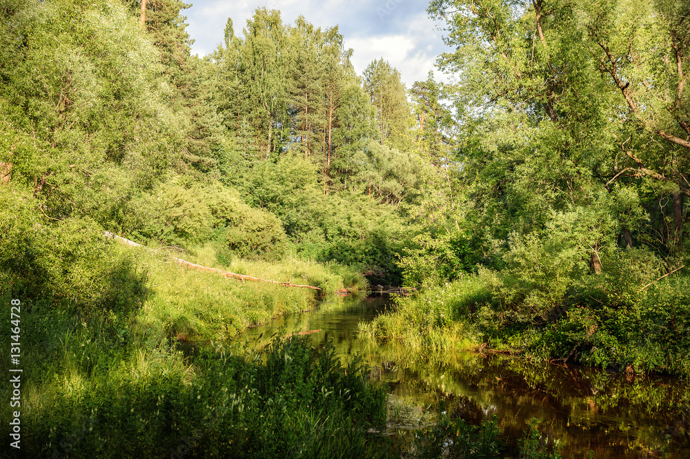 River in the forest among the trees and bushes. Landscape River in the forest among the trees and bushes. Landscape
