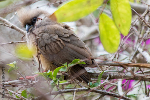 Closeup of a Mousebird in a Tree