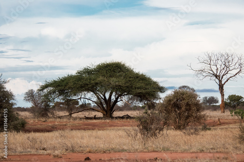Tree In Tsavo National Park Kenya