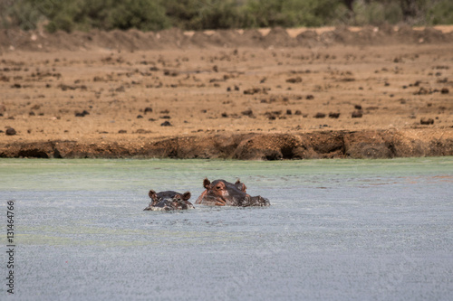 Two Hippos in a Lake