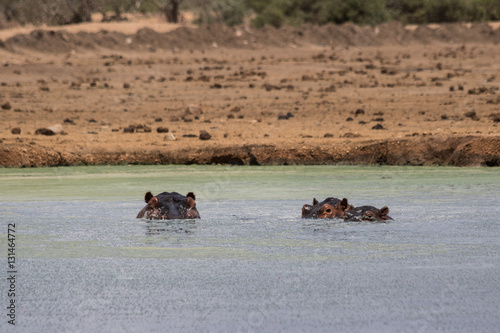 Three Hippos in a Lake