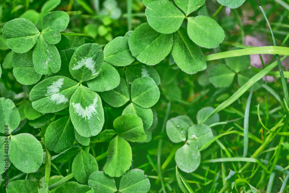 Green clover leaves on a background summer landscape Green clover leaves on a background summer landscape