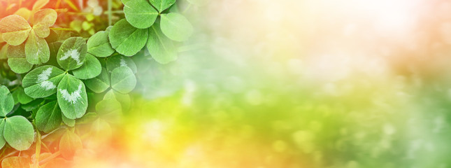 Green clover leaves on a background summer landscape