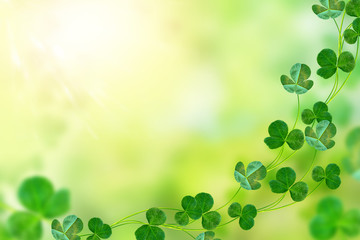Green clover leaves on a background summer landscape