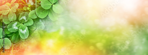 Photo Green clover leaves on a background summer landscape