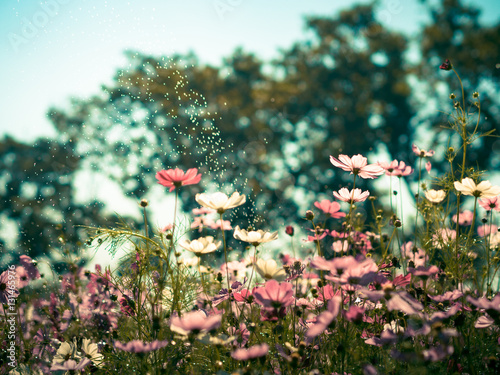 cosmosFlowers photo
