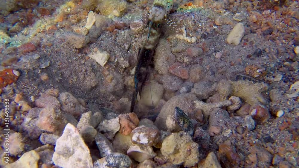 Vídeo do Stock: Underwater Prawn Goby Fish With Snapping Shrimp ...