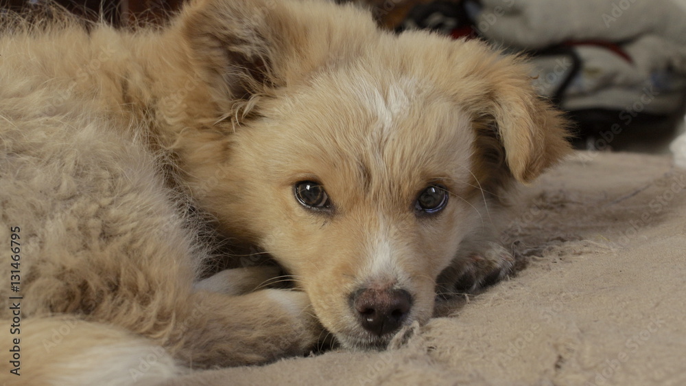 Pomeranian dog eyes lying on the bed Pomeranian dog eyes lying on the bed