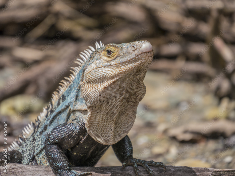Obraz premium Costa Rica_iguana_2