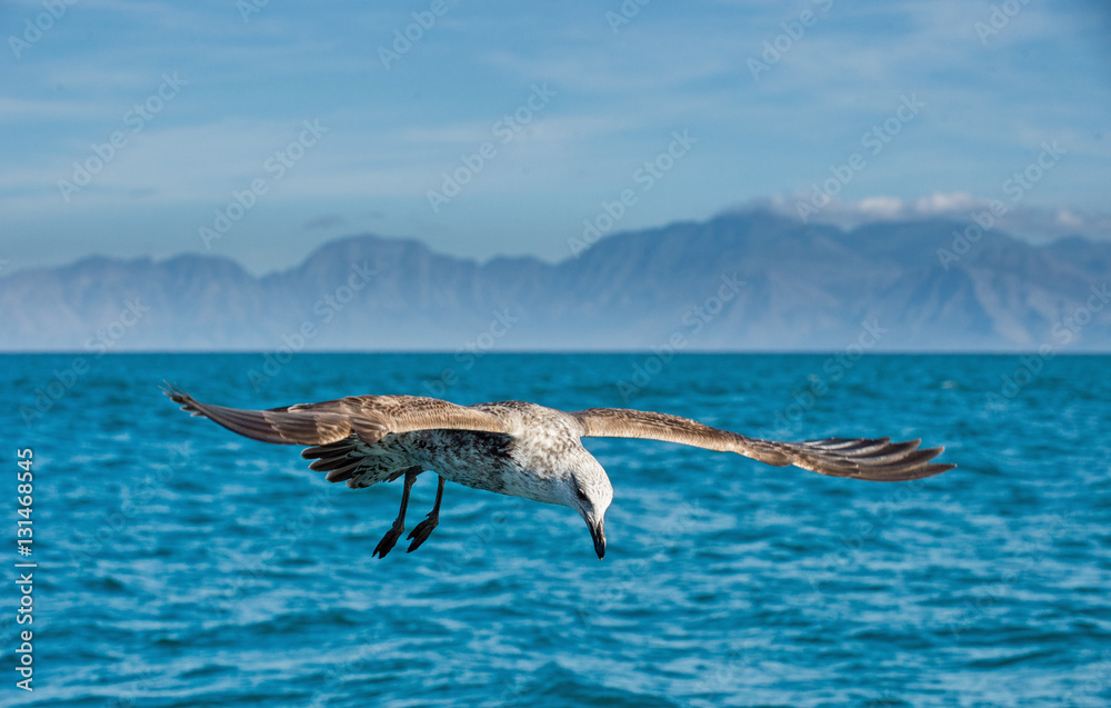 Naklejka premium Flying Juvenile Kelp gull (Larus dominicanus), also known as the Dominican gull and Black Backed Kelp Gull. Natural blue background . False Bay, South Africa