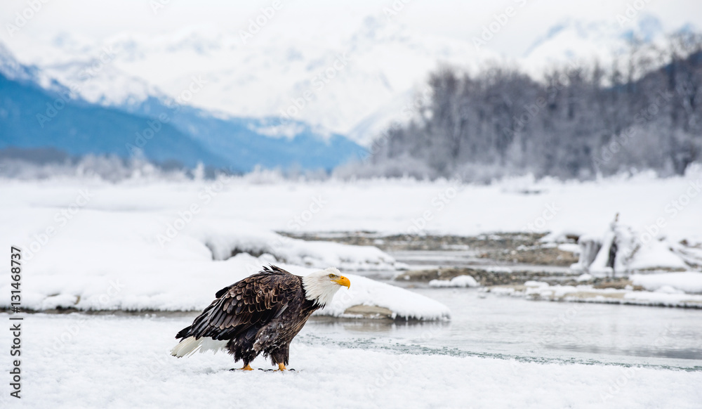 Fototapeta premium The Bald eagle ( Haliaeetus leucocephalus ) sits on snow. Alaska