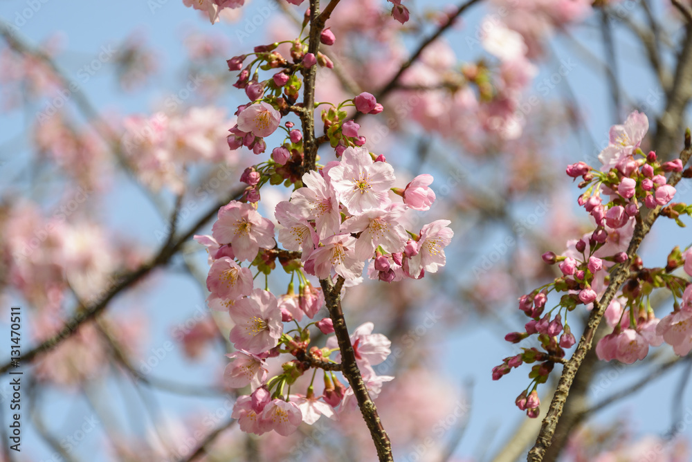 Cherry blossoms in full bloom in Tokyo - Japan spring- Cherry blossoms in full bloom in Tokyo - Japan spring-