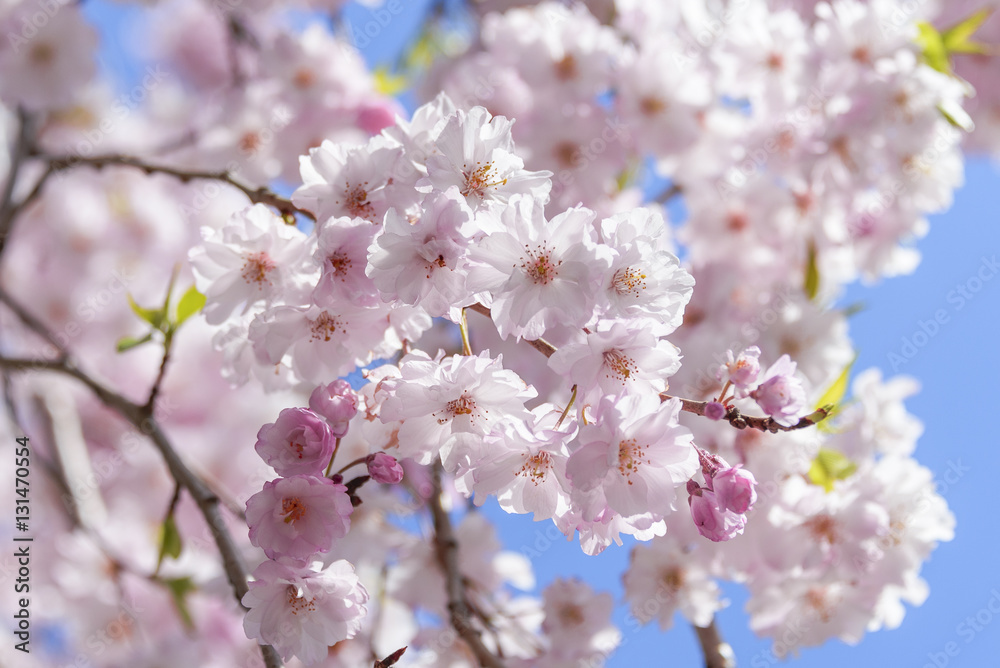 Cherry blossoms in full bloom in Tokyo - Japan spring- Cherry blossoms in full bloom in Tokyo - Japan spring-