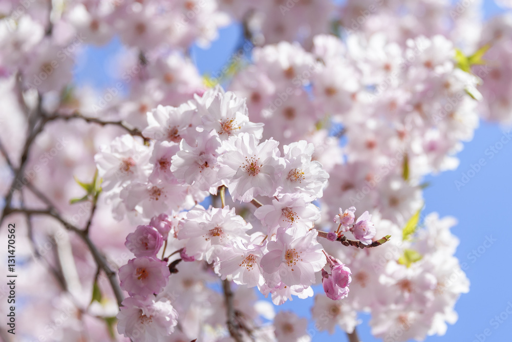 Cherry blossoms in full bloom in Tokyo - Japan spring- Cherry blossoms in full bloom in Tokyo - Japan spring-