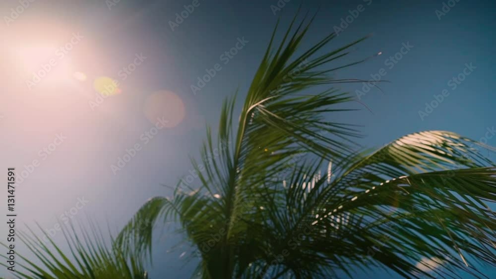 sun shining through coconut palm trees with reflections on background sky sun shining through coconut palm trees with reflections on background sky