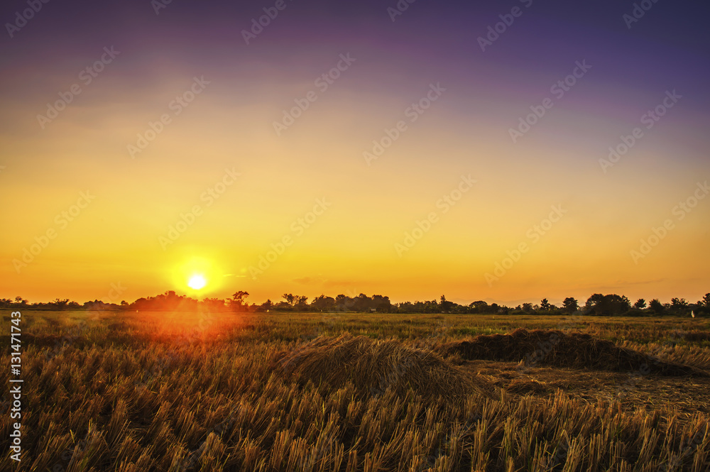 Stubble of rice after harvest in rural at sunset