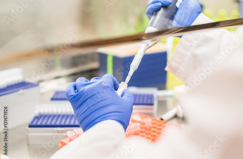Fotografie working in the biosafety cabinet