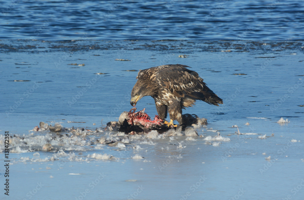 Fototapeta premium Juvenile Bald Eagle eating the remains of a Canada Goose on the ice of frozen lake