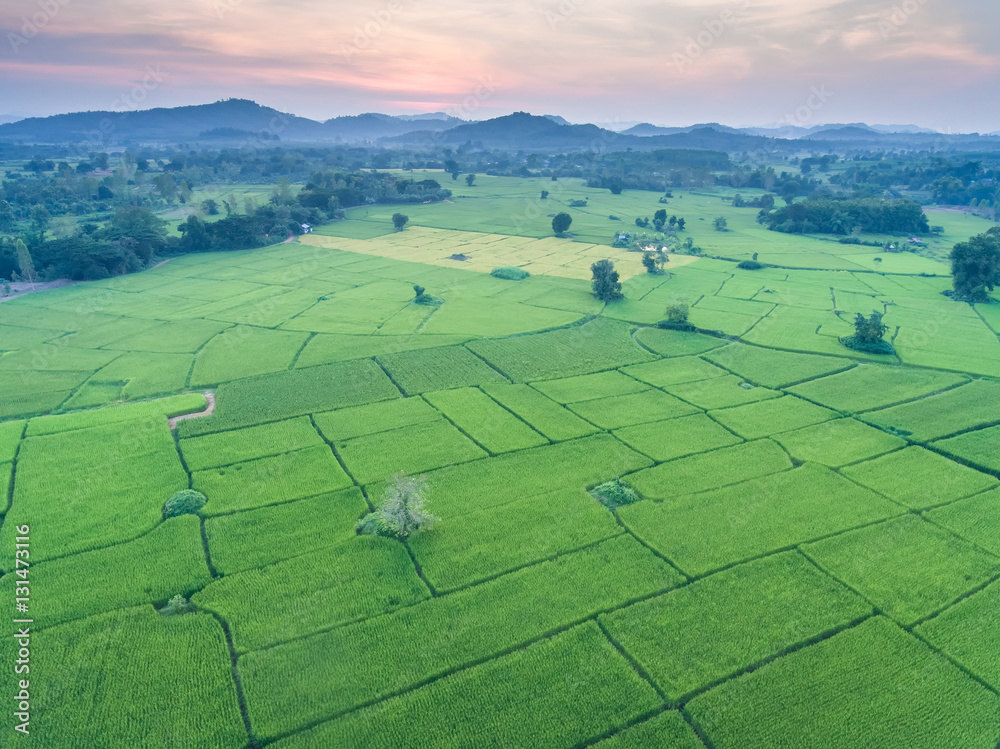 Aerial view of Rice field and green grass in Thailand