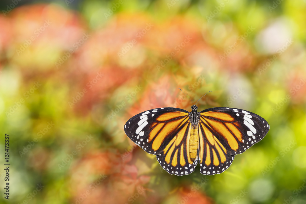 Common tiger butterfly flying over flower Common tiger butterfly flying over flower