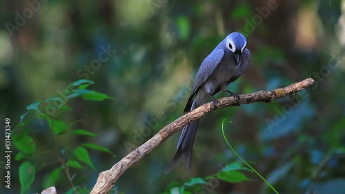 beautiful ashy drongo (Dicrurus leucophaeus)  perching on a branch