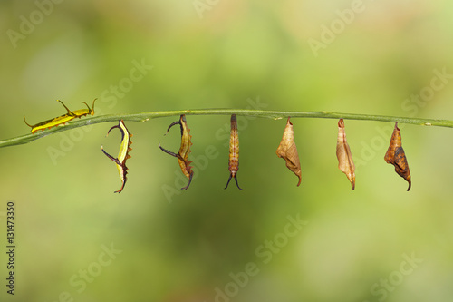 Transformation of common map (Cyrestis thyodamas ) butterfly  fr photo