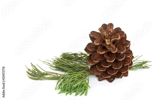 Closeup photo pine cone and branch isolated on white