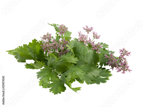 Fresh green coriander sprigs with flowers on a white background