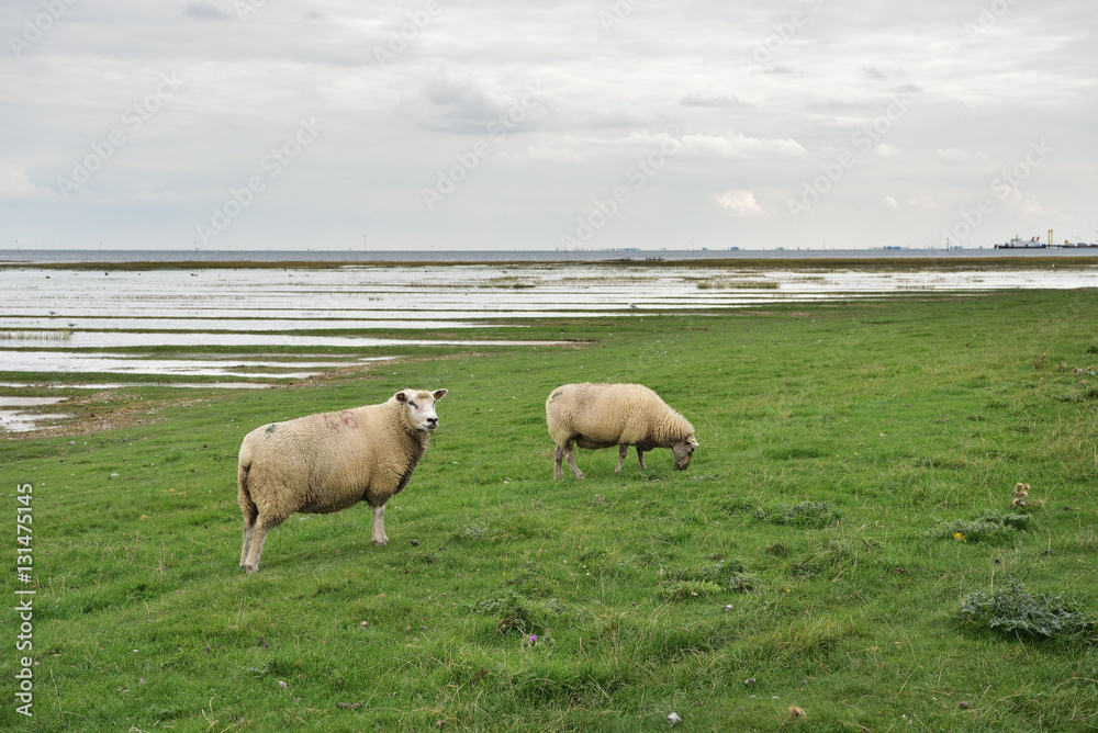 Schafe auf einem Deich an der Nordsee Schafe auf einem Deich an der Nordsee