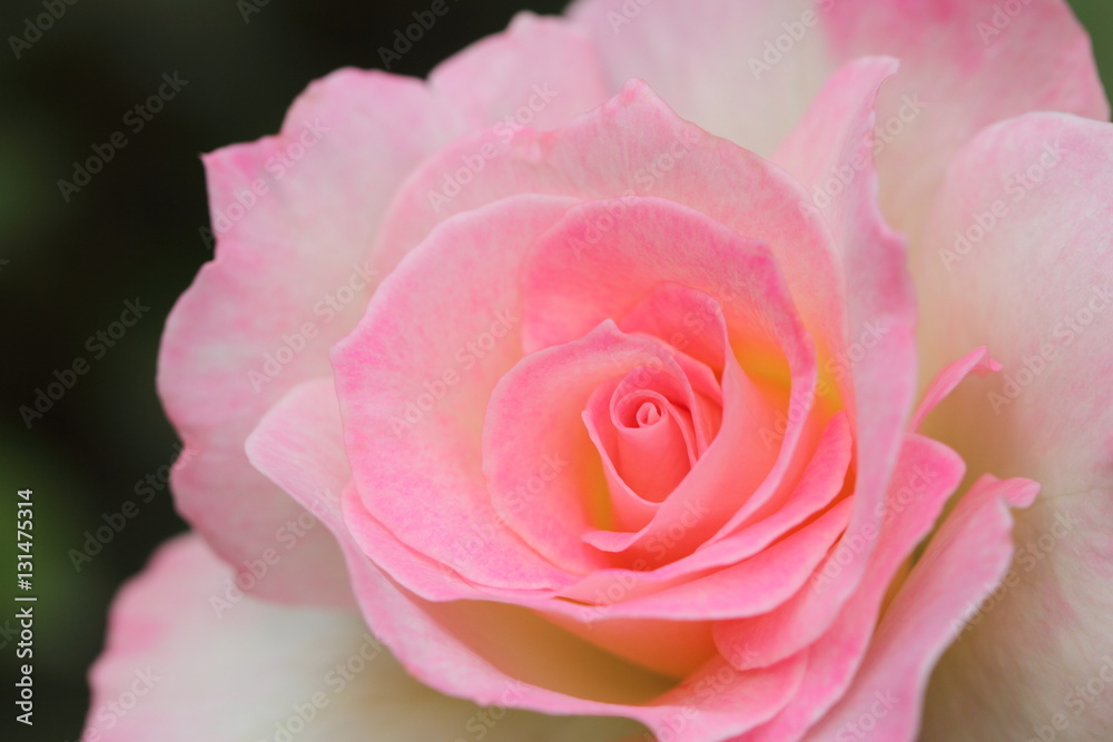 Obraz premium 薔薇（マチルダ）