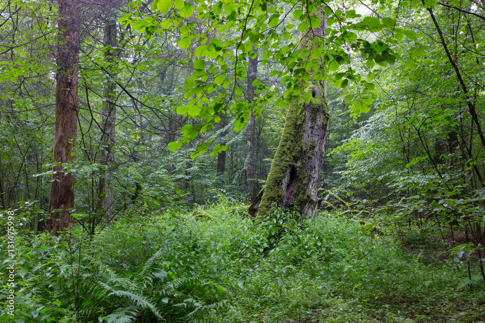 Fototapeta premium Natural deciduous stand of Bialowieza Forest