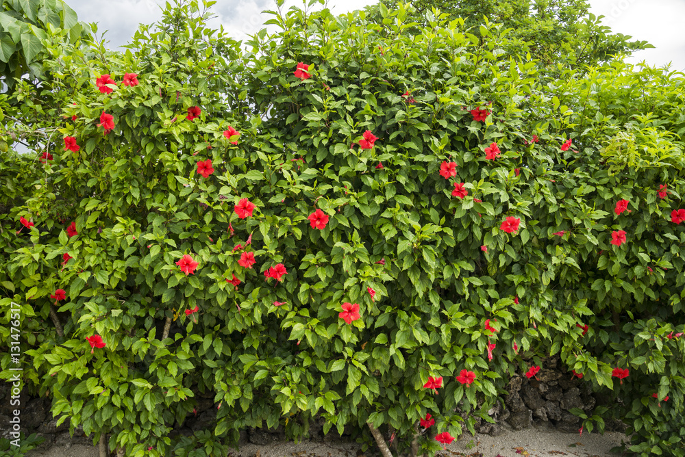 竹富島のブッソウゲの花