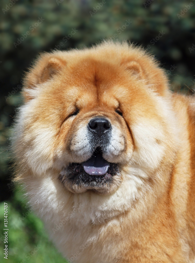 Portrait of dog chow chow on natural background