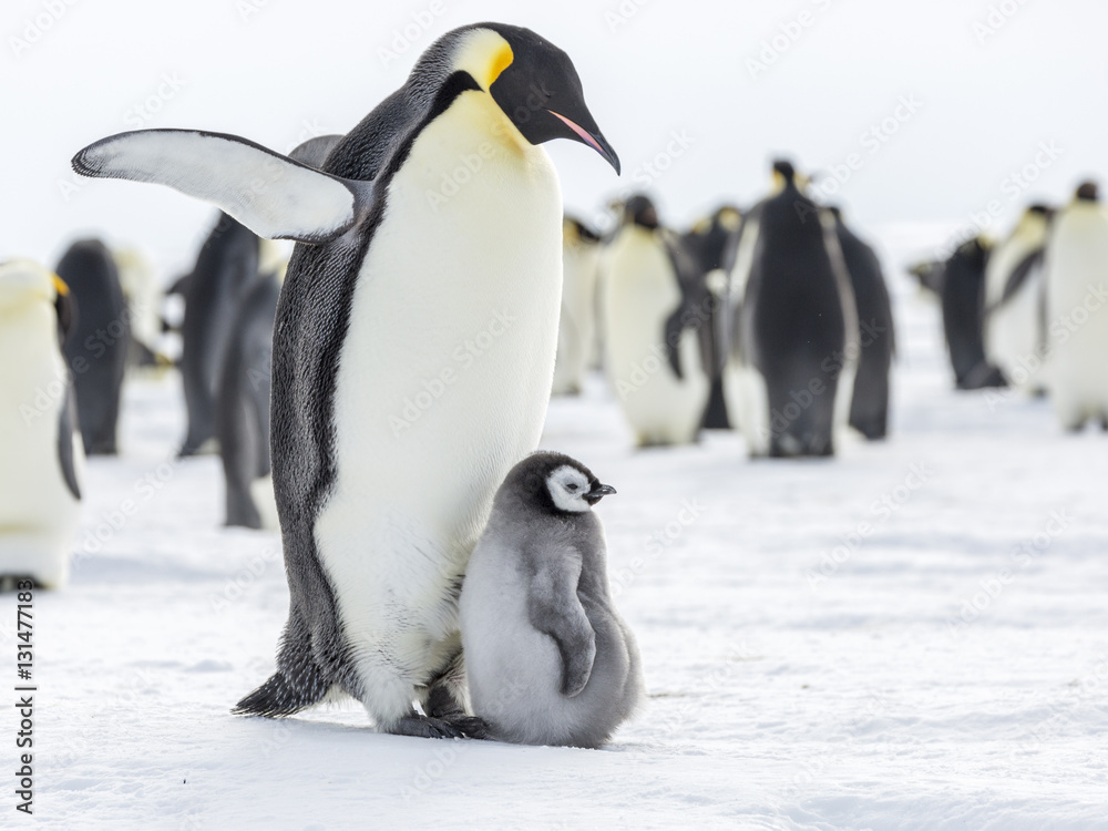 Obraz premium Emperor Penguins on the frozen Weddell Sea