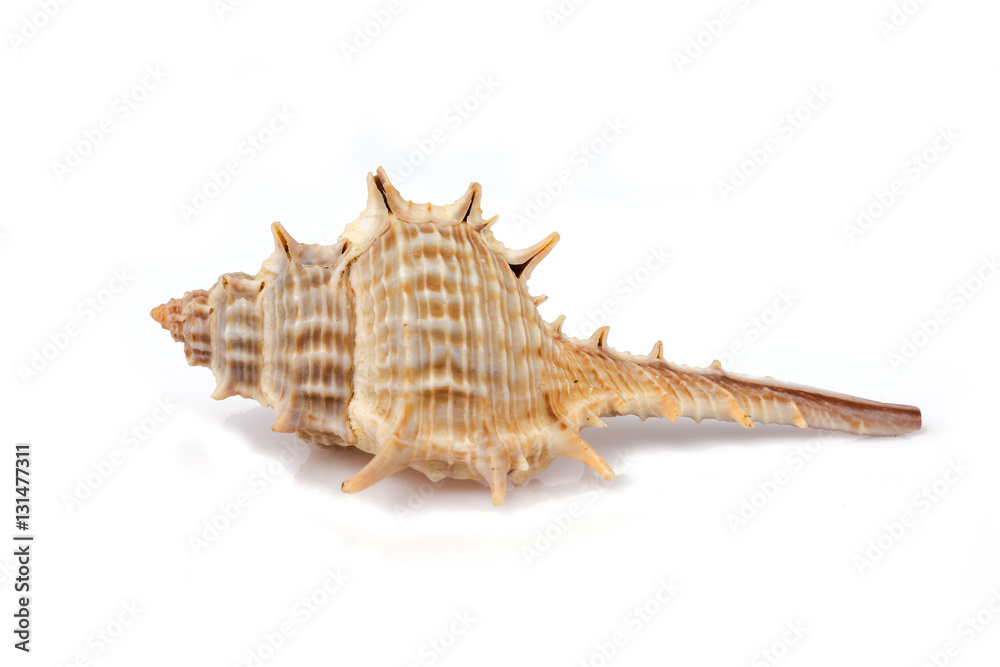 Murex trapa - seashell on a white background for isolation Murex trapa - seashell on a white background for isolation