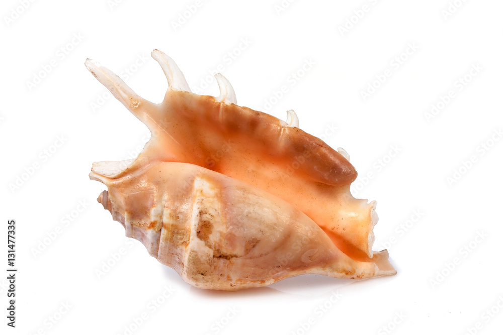 Drupa rubusidaeus - seashell on a white background for isolation Drupa rubusidaeus - seashell on a white background for isolation
